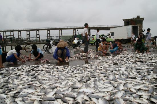 图文:广东雷州半岛发生严重洪涝灾害给海水养殖造成惨重损失(4)