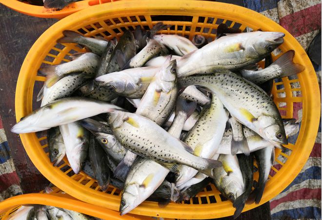 水产养殖年均增长6.73%,2025年产量将达到5570万吨!专家提议:培育国民鱼,实施国民鱼生产补贴政策!